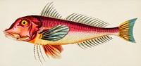 Pine-leaved Gurnard or Red Gurnard illustration from The Naturalist's Miscellany (1789-1813) by George Shaw (1751-1813)