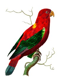 Ceram Lory or Scarlet Lory illustration from The Naturalist&#39;s Miscellany (1789-1813) by George Shaw (1751-1813)
