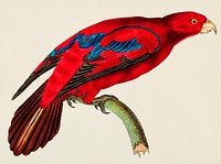 Blue-tipped Lory or Shorish-tailed Crimson Lory illustration from The Naturalist&#39;s Miscellany (1789-1813) by George Shaw (1751-1813)