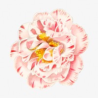Vintage camellia flower psd cut out