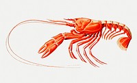 Nephrosis atlantica, a Scarlett clawed lobster illustration