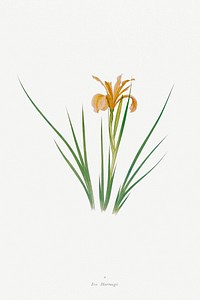 Iris Hartwegii from The Genus Iris (1913) by <a href="https://www.rawpixel.com/search/William%20Rickatson%20Dykes?sort=curated&amp;type=all&amp;page=1">William Rickatson Dykes</a>. Original from The Biodiversity Heritage Library. Digitally enhanced by rawpixel