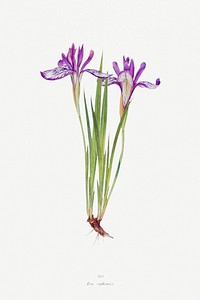 Iris Ruthenica from The Genus Iris (1913) by <a href="https://www.rawpixel.com/search/William%20Rickatson%20Dykes?sort=curated&amp;type=all&amp;page=1">William Rickatson Dykes</a>. Original from The Biodiversity Heritage Library. Digitally enhanced by rawpixel