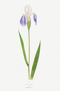 Iris Laevigata var. Albopurpurea from The genus Iris by <a href="https://www.rawpixel.com/search/William%20Rickatson%20Dykes?sort=curated&amp;type=all&amp;page=1">William Rickatson Dykes</a> (1877-1925). Original from The Biodiversity Heritage Library. Digitally enhanced by rawpixel