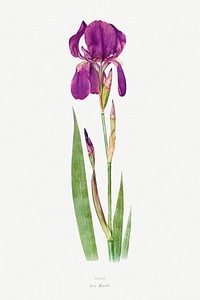 Vintage Iris flower illustration template