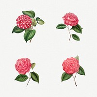 Vintage set of Camellia flowers Illustration