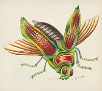 Vintage Illustration of Great buprestis illustration
