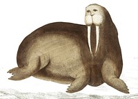 Arctic walrus or sea-horfe illustration from The Naturalist's Miscellany (1789-1813) by George Shaw (1751-1813).
