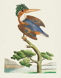 Vintage illustration of Crested Kingfisher