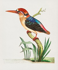 Vintage illustration of Red-headed Kingfisher or Short-tailed Kingfisher
