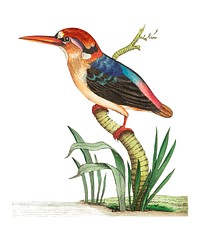 Red-headed Kingfisher or Short-tailed Kingfisher illustration from The Naturalist&#39;s Miscellany (1789-1813) by George Shaw (1751-1813)