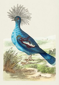 Vintage illustration of Crowned pigeon or Blue-grey pigeon
