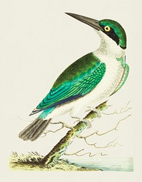 Vintage illustration of Green-headed kingfisher