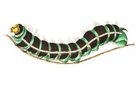 Thysania agrippina caterpillar illustration from The Naturalist&#39;s Miscellany (1789-1813) by George Shaw (1751-1813)