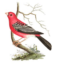 Greater Bulfinch or Rose-red Grosbeak illustration from The Naturalist&#39;s Miscellany (1789-1813) by George Shaw (1751-1813)