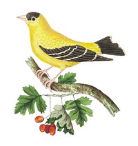 Golden Finch illustration from The Naturalist&#39;s Miscellany (1789-1813) by George Shaw (1751-1813)