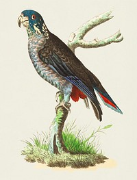Vintage illustration of Dusky Parrot or Blackish Parrot