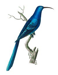 Blue Promerops illustration from The Naturalist&#39;s Miscellany (1789-1813) by George Shaw (1751-1813)