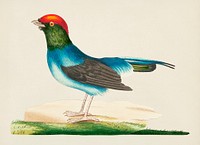 Long-tailed manakin illustration from The Naturalist&#39;s Miscellany (1789-1813) by George Shaw (1751-1813)