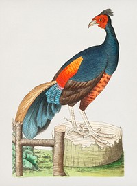 Fire-backed pheasant or Black pheasant illustration from The Naturalist&#39;s Miscellany (1789-1813) by George Shaw (1751-1813)