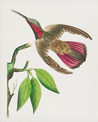 Purple-tailed Hummingbird illustration from The Naturalist&#39;s Miscellany (1789-1813) by George Shaw (1751-1813)