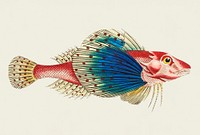 Spotted Gurnard illustration from The Naturalist&#39;s Miscellany (1789-1813) by George Shaw (1751-1813)