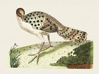 Thibetian peacock illustration from The Naturalist&#39;s Miscellany (1789-1813) by George Shaw (1751-1813)