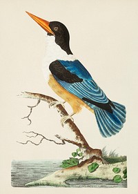 Black-capped kingfisher or Violet-blue kingfisher illustration from The Naturalist&#39;s Miscellany (1789-1813) by George Shaw (1751-1813)