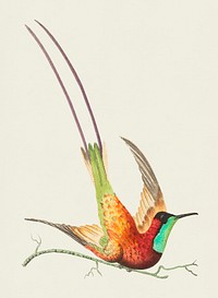Topaz-throated hummingbird or Long-tailed red hummingbird illustration from The Naturalist&#39;s Miscellany (1789-1813) by George Shaw (1751-1813)