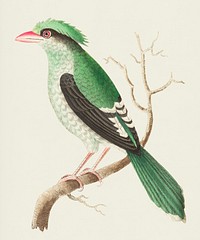 Chinese roller or Green roller illustration from The Naturalist&#39;s Miscellany (1789-1813) by George Shaw (1751-1813)