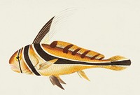 Knight fish illustration from The Naturalist&#39;s Miscellany (1789-1813) by George Shaw (1751-1813)