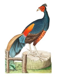 Fire-backed pheasant or Black pheasant illustration from The Naturalist&#39;s Miscellany (1789-1813) by George Shaw (1751-1813)