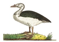 Black-backed goose illustration from The Naturalist's Miscellany (1789-1813) by George Shaw (1751-1813)