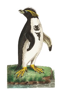 Crested penguin illustration from The Naturalist's Miscellany (1789-1813) by George Shaw (1751-1813).
