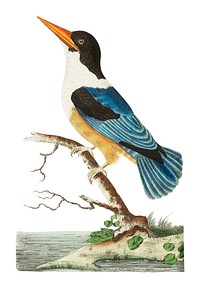 Black-capped kingfisher or Violet-blue kingfisher illustration from The Naturalist's Miscellany (1789-1813) by George Shaw (1751-1813)