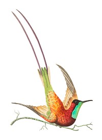Topaz-throated hummingbird or Long-tailed red hummingbird illustration from The Naturalist&#39;s Miscellany (1789-1813) by George Shaw (1751-1813)