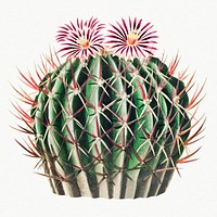 Vintage Echinocactus coptonogonus cactus design element