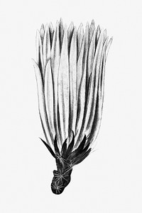 Vintage black and white rainbow cactus flower design element