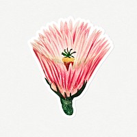 Vintage rainbow cactus flower sticker with white border