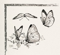 Scale-winged Insects (Lepidoptera).  Digitally enhanced from our own publication of Moths and butterflies of the United States (1900) by Sherman F. Denton (1856-1937).
