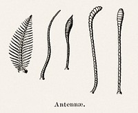 Antennae.  Digitally enhanced from our own publication of Moths and butterflies of the United States (1900) by Sherman F. Denton (1856-1937).