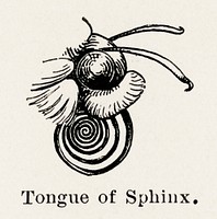 Tongue of Sphinx.  Digitally enhanced from our own publication of Moths and butterflies of the United States (1900) by Sherman F. Denton (1856-1937).