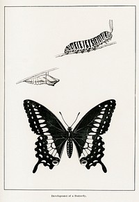 Development of a Butterfly.  Digitally enhanced from our own publication of Moths and butterflies of the United States (1900) by Sherman F. Denton (1856-1937).