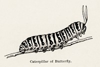 Caterpillar of Butterfly.  Digitally enhanced from our own publication of Moths and butterflies of the United States (1900) by Sherman F. Denton (1856-1937).
