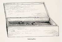 Relaxing-Box.  Digitally enhanced from our own publication of Moths and butterflies of the United States (1900) by Sherman F. Denton (1856-1937).