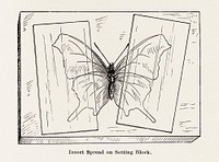 Insects Spread on Setting Block.  Digitally enhanced from our own publication of Moths and butterflies of the United States (1900) by Sherman F. Denton (1856-1937).