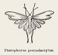 White Plume Moth (Pterophorus pentadactylus).  Digitally enhanced from our own publication of Moths and butterflies of the United States (1900) by Sherman F. Denton (1856-1937).