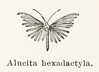 Twenty-plume Moth (Alucita hexadactyla).  Digitally enhanced from our own publication of Moths and butterflies of the United States (1900) by Sherman F. Denton (1856-1937).