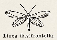 Gelechioid Moths (Tinea flavifrontella).  Digitally enhanced from our own publication of Moths and butterflies of the United States (1900) by Sherman F. Denton (1856-1937).