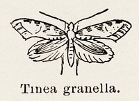 European Grain Moth (Tinea granella).  Digitally enhanced from our own publication of Moths and butterflies of the United States (1900) by Sherman F. Denton (1856-1937).